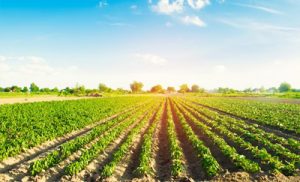 agricultural-fields